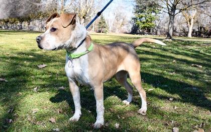 Maddie, a Adoptable mixed breed in Yakima, WA image 2/3
