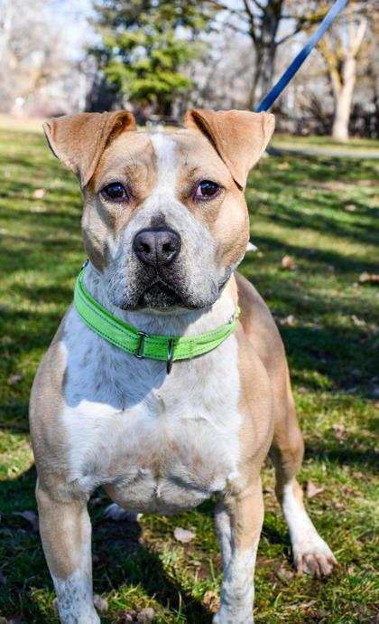Maddie, a Adoptable mixed breed in Yakima, WA image 3/3