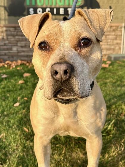 Enlarge Maddie, a Adoptable mixed breed in Yakima, WA image 6/6