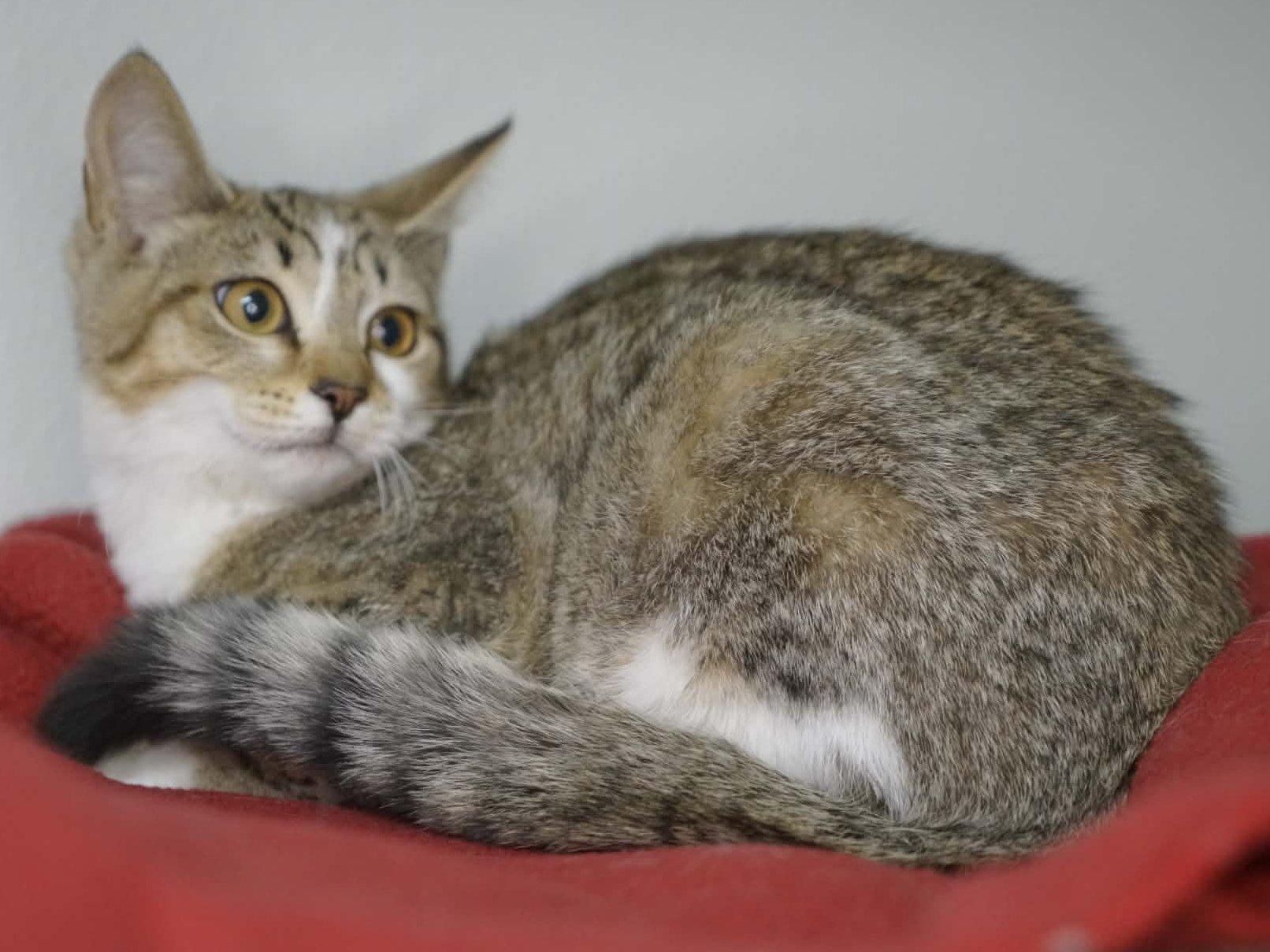 Enlarge Diamond, a Adoptable mixed breed in Republic, WA image 2/6