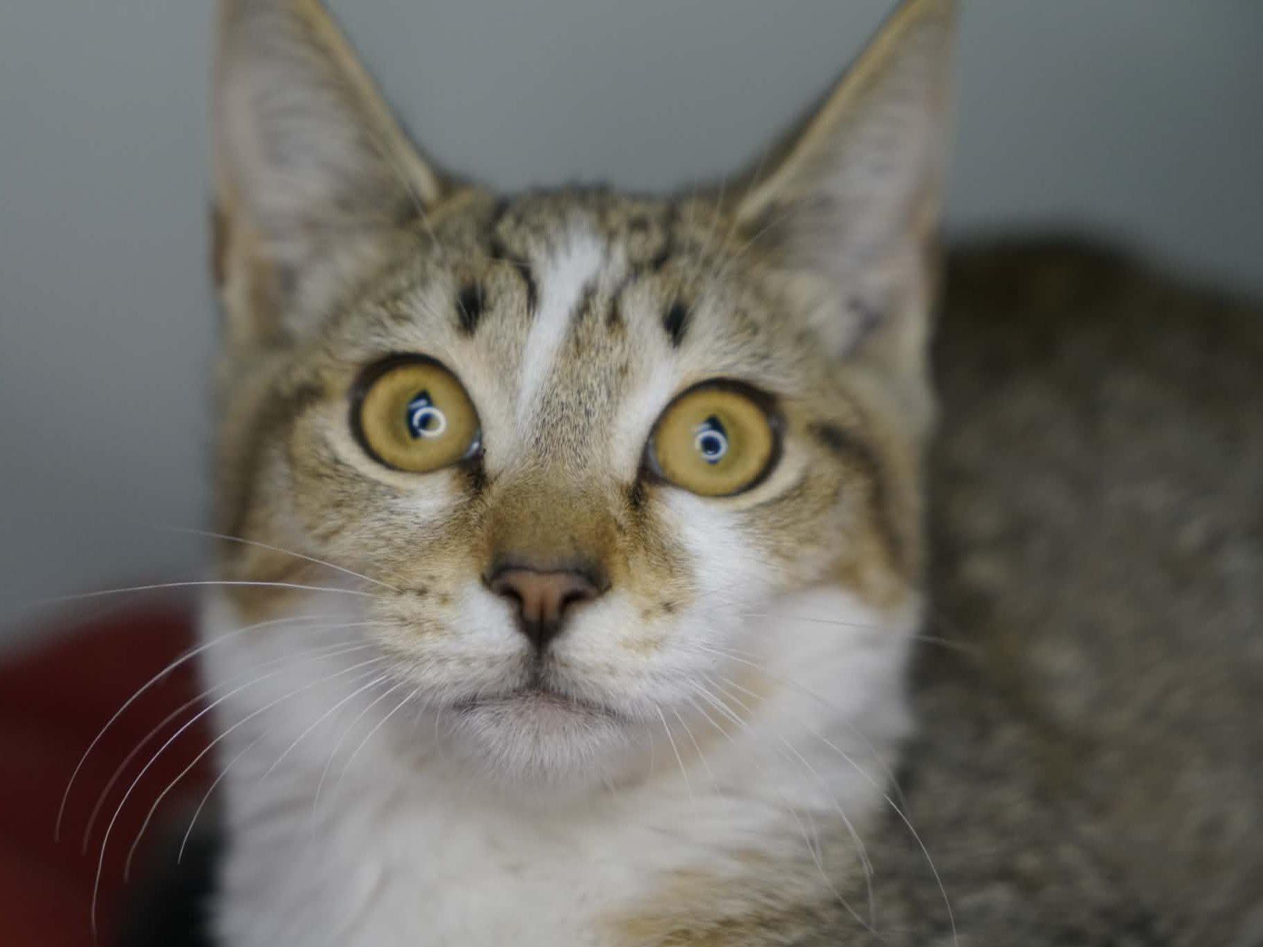 Enlarge Diamond, a Adoptable mixed breed in Republic, WA image 5/6