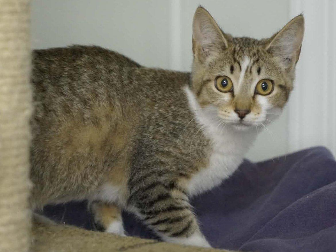 Enlarge Diamond, a Adoptable mixed breed in Republic, WA image 3/6