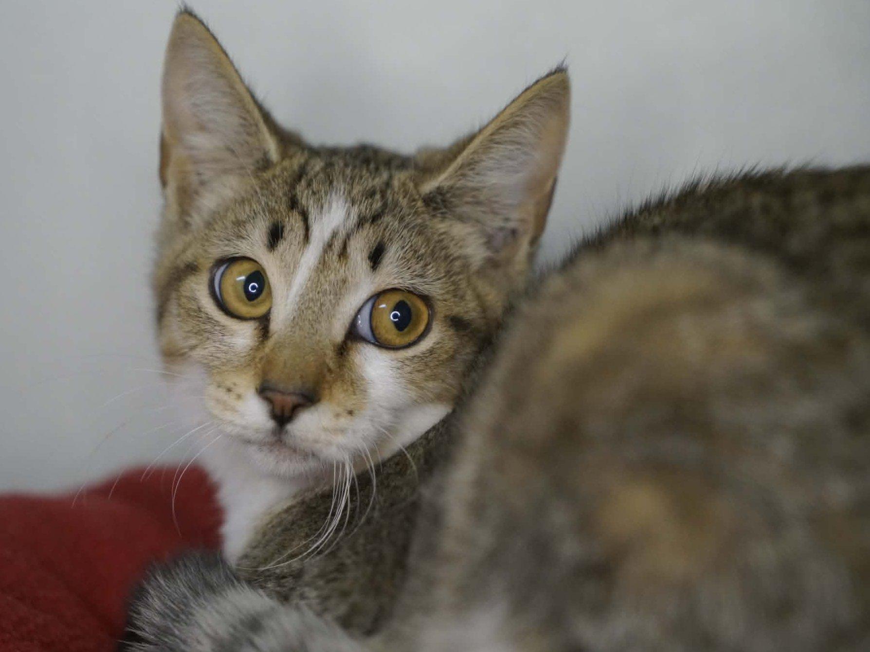 Enlarge Diamond, a Adoptable mixed breed in Republic, WA image 4/6