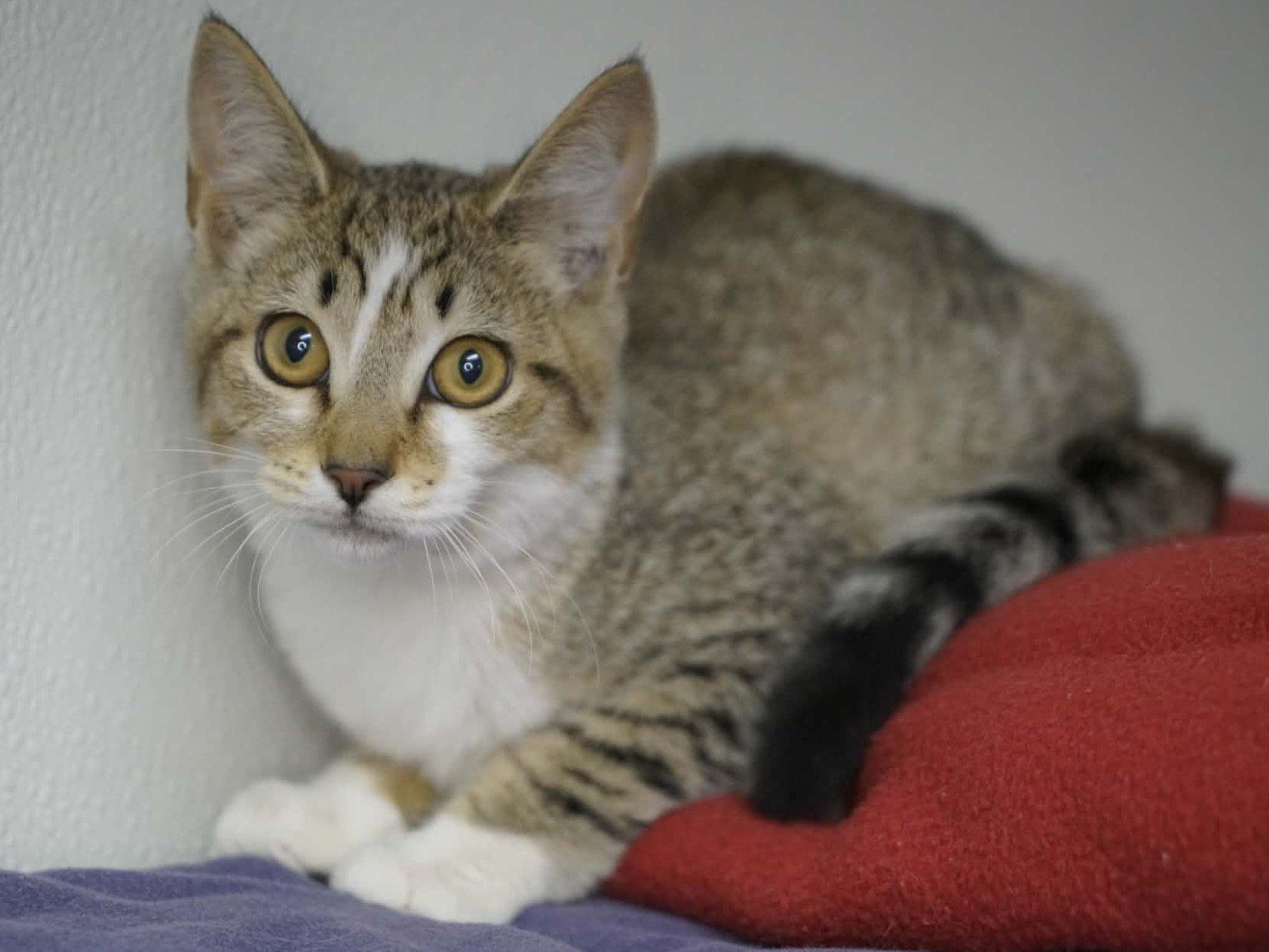 Enlarge Diamond, a Adoptable mixed breed in Republic, WA image 1/6