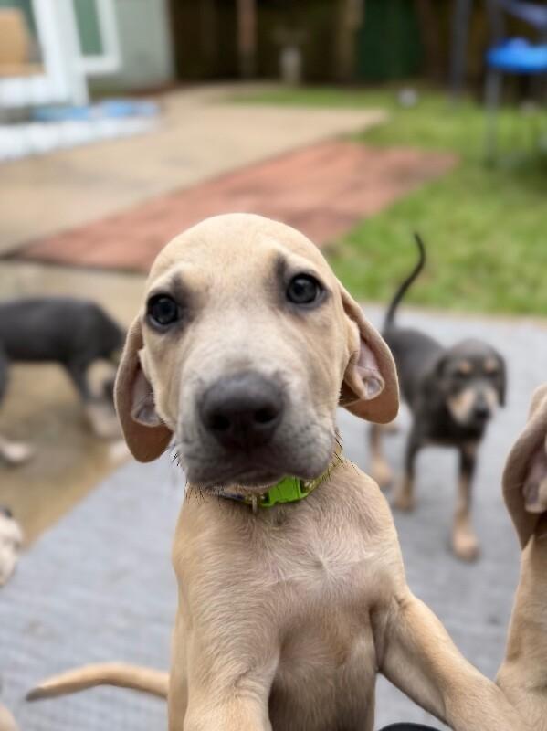 Cosmo Space — thumbnail 4