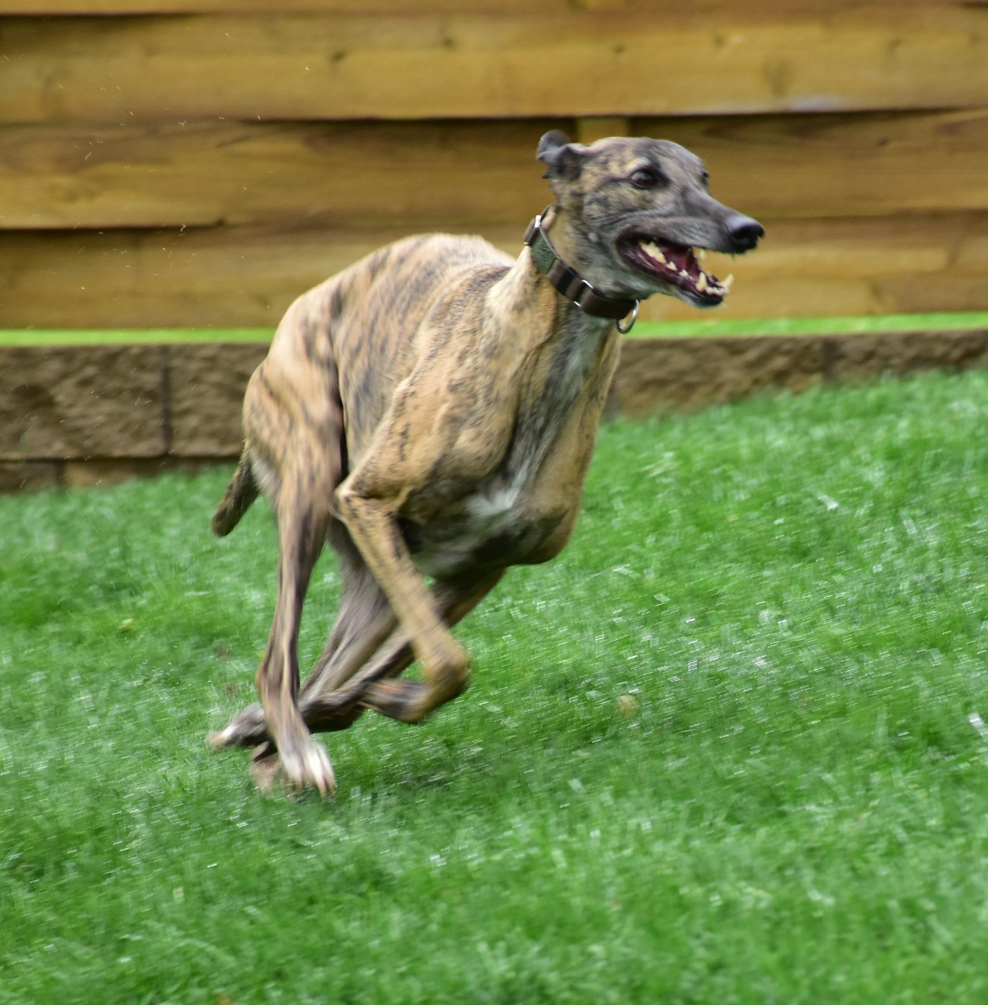 Smokie, Adult Male Greyhound