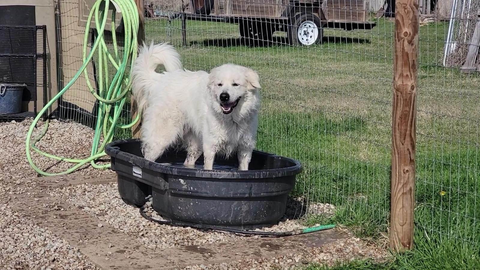 Zoey Yvette AKA Findley DFW, a Adoptable mixed breed in Quinlan, TX image 2/6