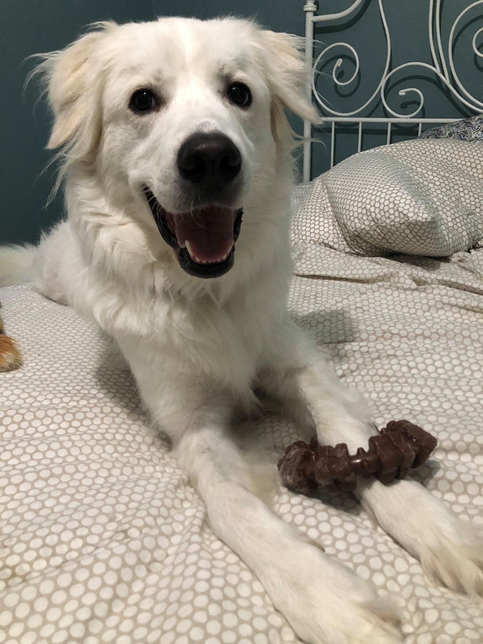 Zoey Yvette AKA Findley DFW, a Adoptable mixed breed in Quinlan, TX image 4/6