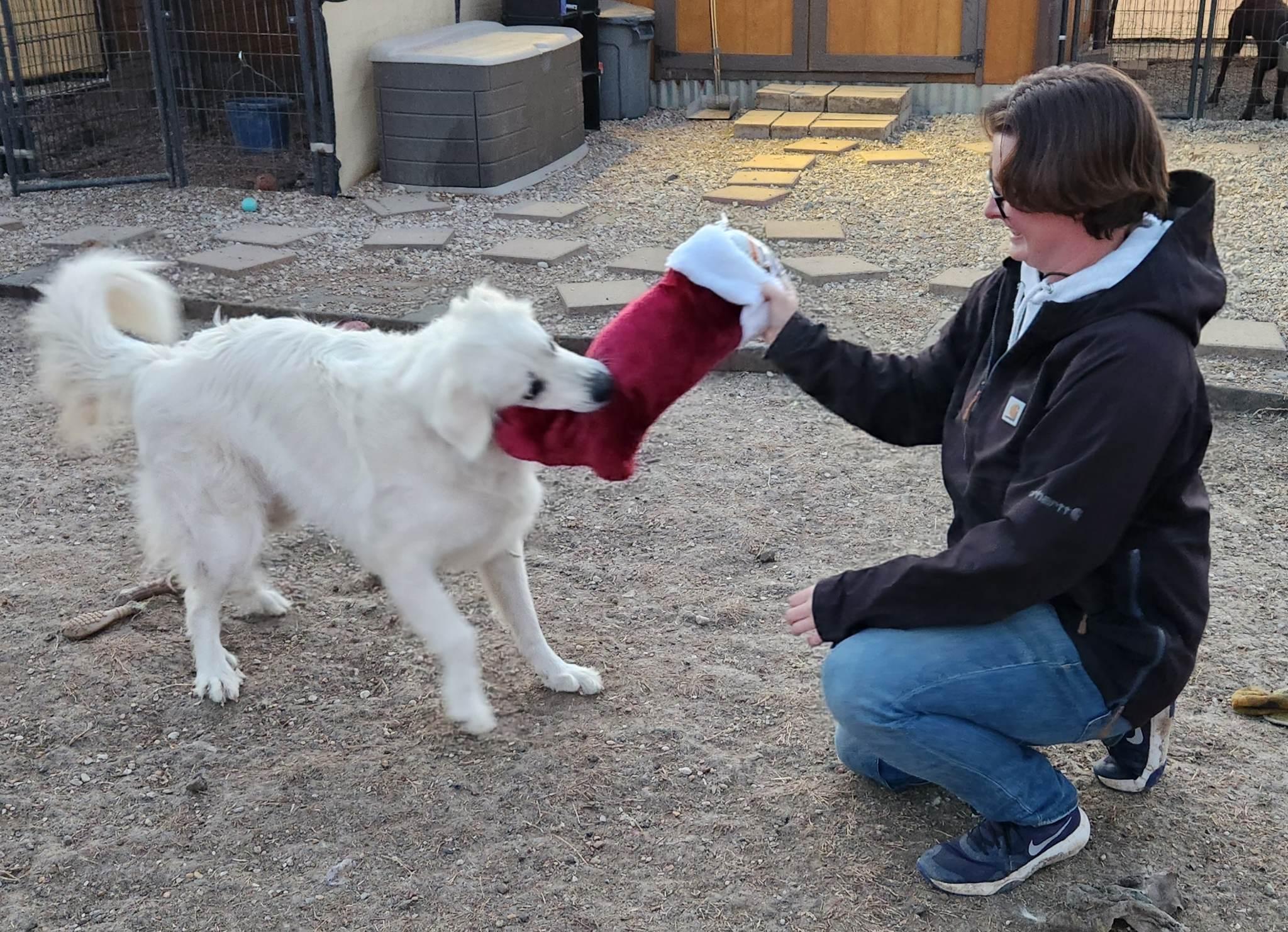 Zoey Yvette AKA Findley DFW, a Adoptable mixed breed in Quinlan, TX image 5/6