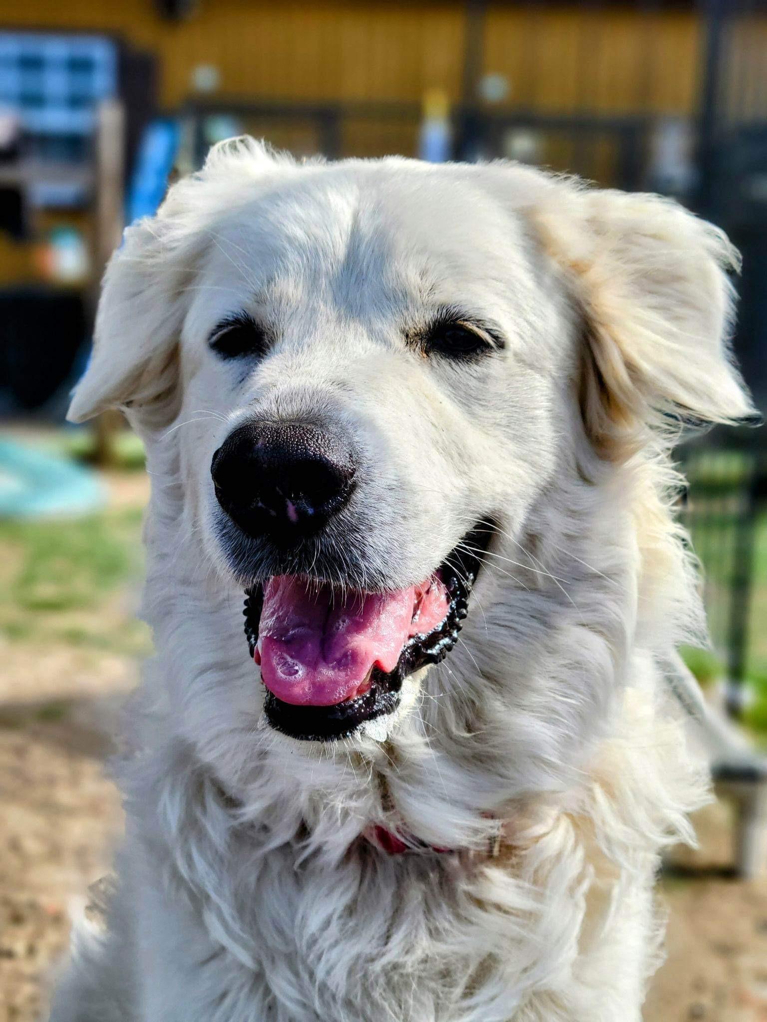 Zoey Yvette AKA Findley DFW, a Adoptable mixed breed in Quinlan, TX image 6/6