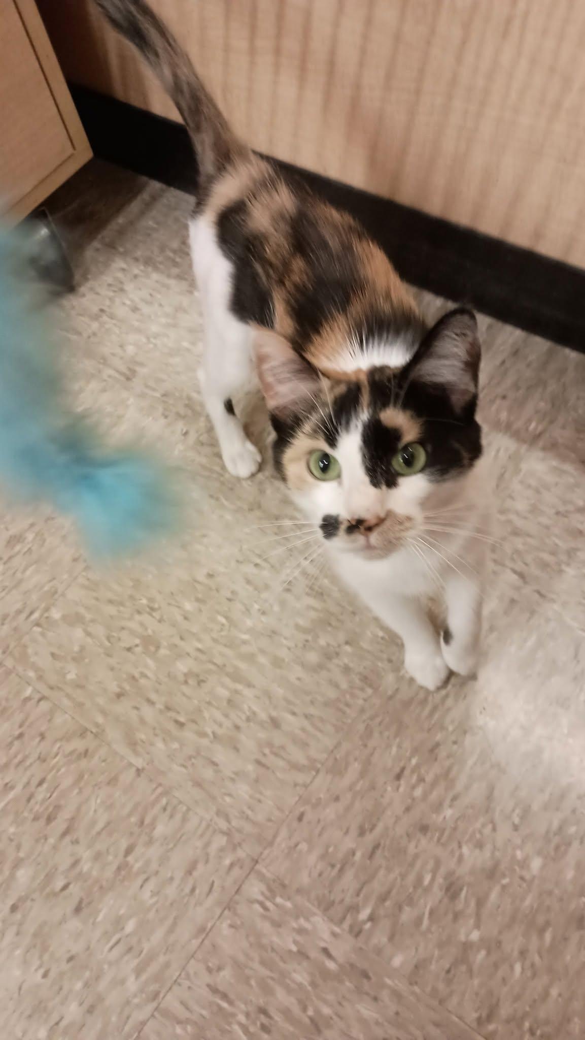Rossi, ADOPTABLE, Adult Female Calico.