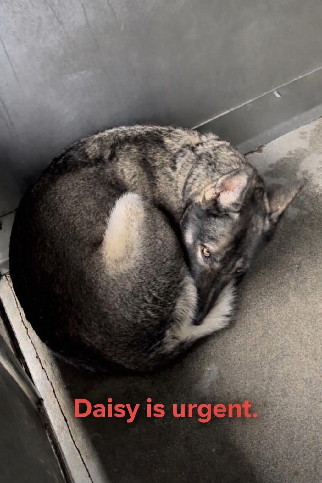 Enlarge Daisy , an adopted German Shepherd Dog in Albany, NY image 5/6