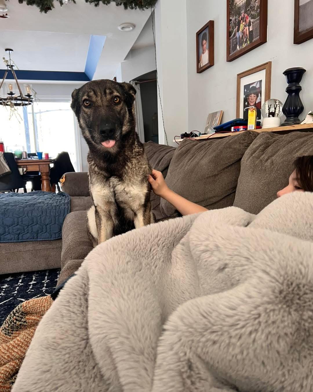 Enlarge Daisy , an adopted German Shepherd Dog in Albany, NY image 1/6