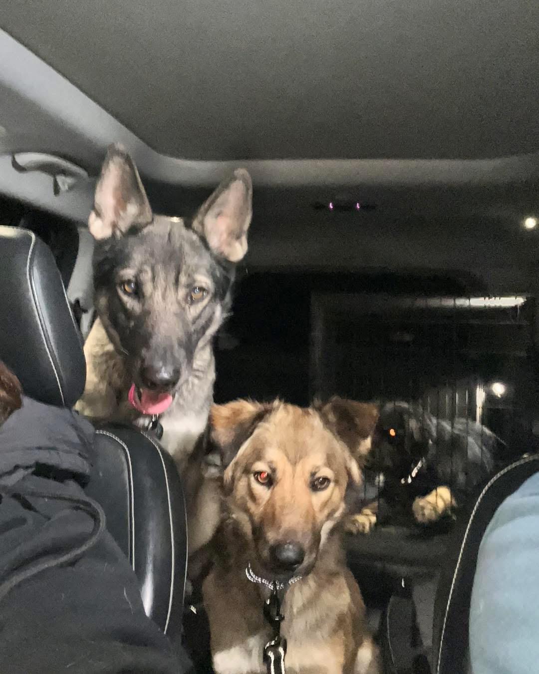 Enlarge Daisy , an adopted German Shepherd Dog in Albany, NY image 2/6