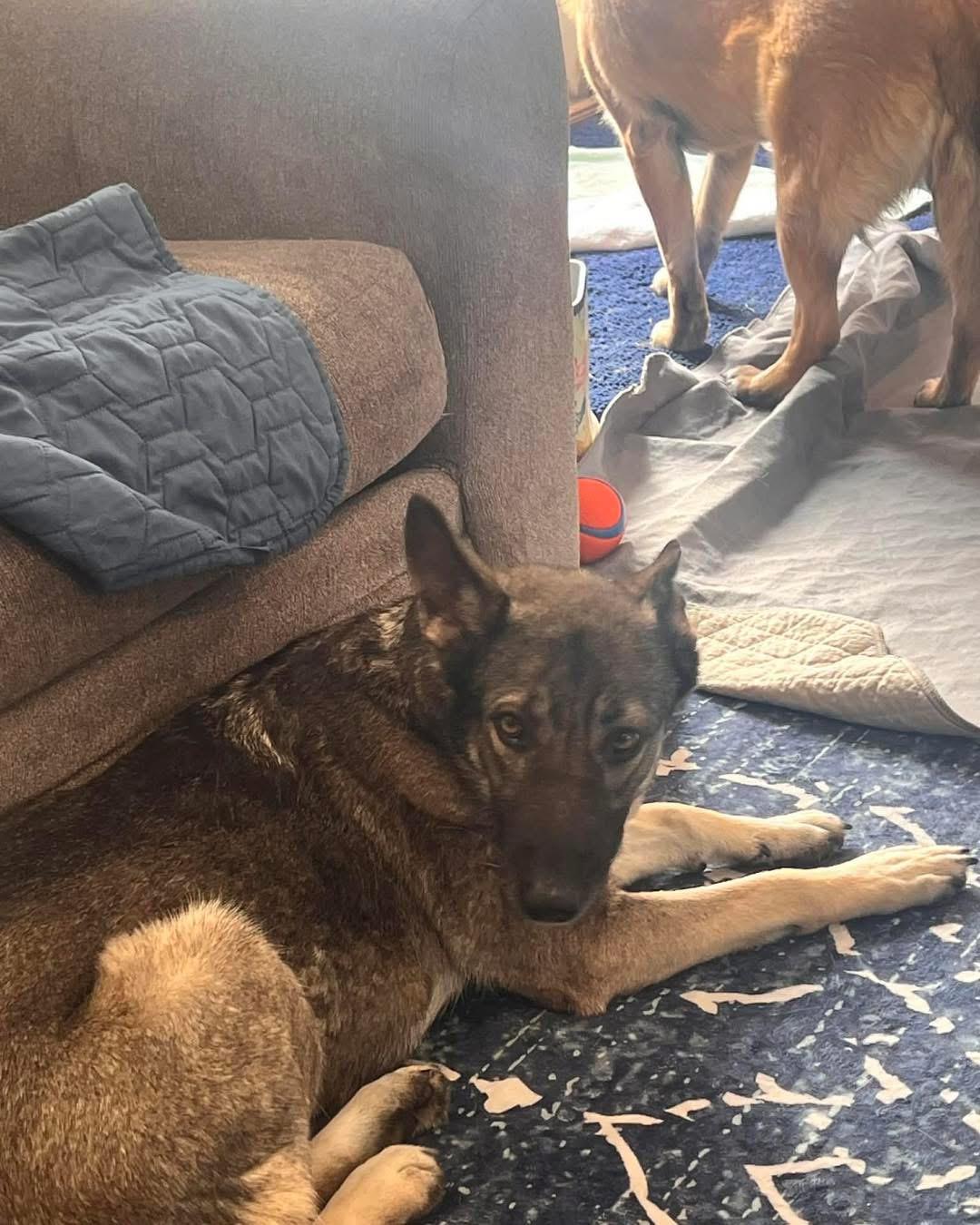 Enlarge Daisy , an adopted German Shepherd Dog in Albany, NY image 3/6