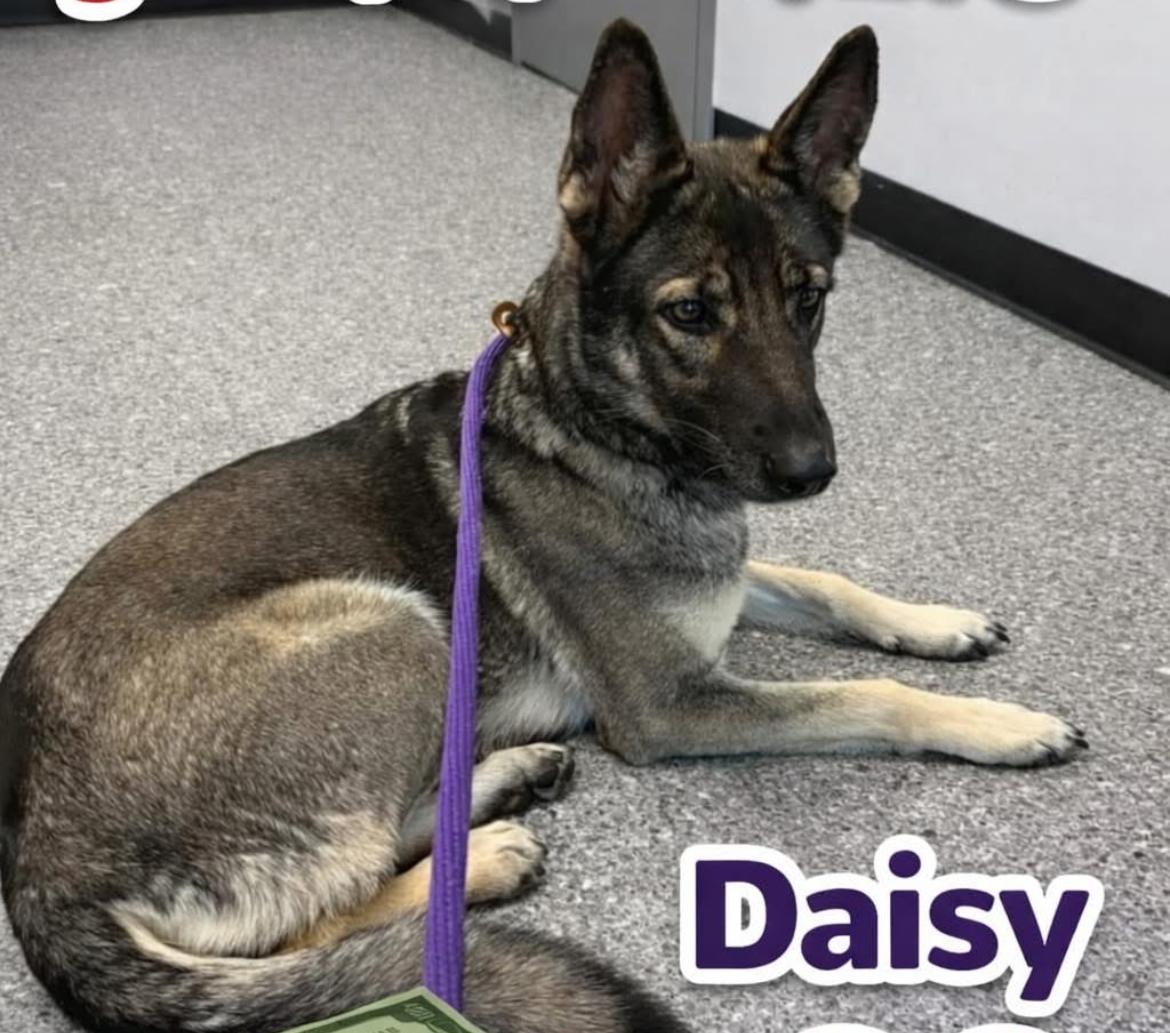 Enlarge Daisy , an adopted German Shepherd Dog in Albany, NY image 4/6