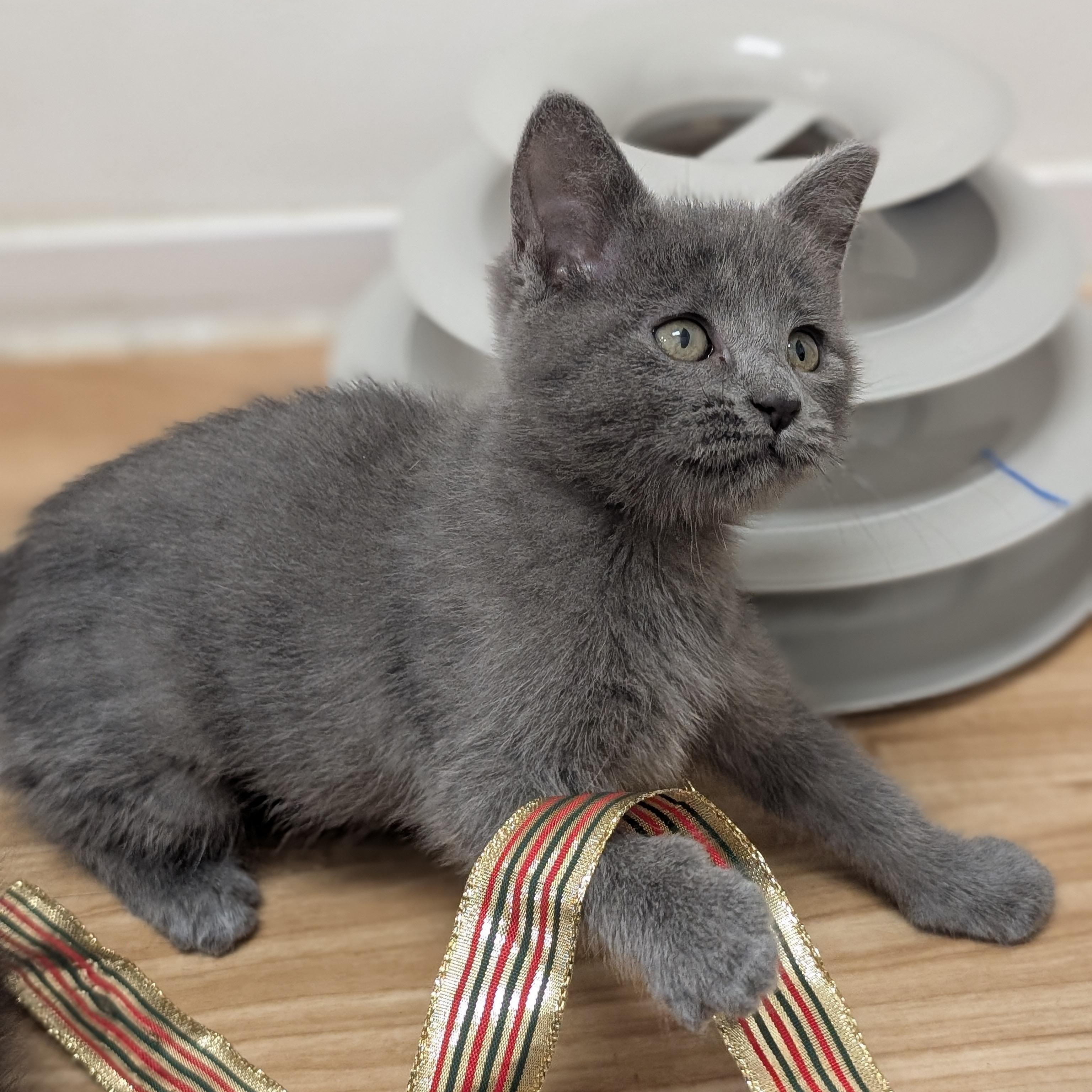 Tinkerbell, an adopted Domestic Short Hair in St. Augustine, FL image 2/2