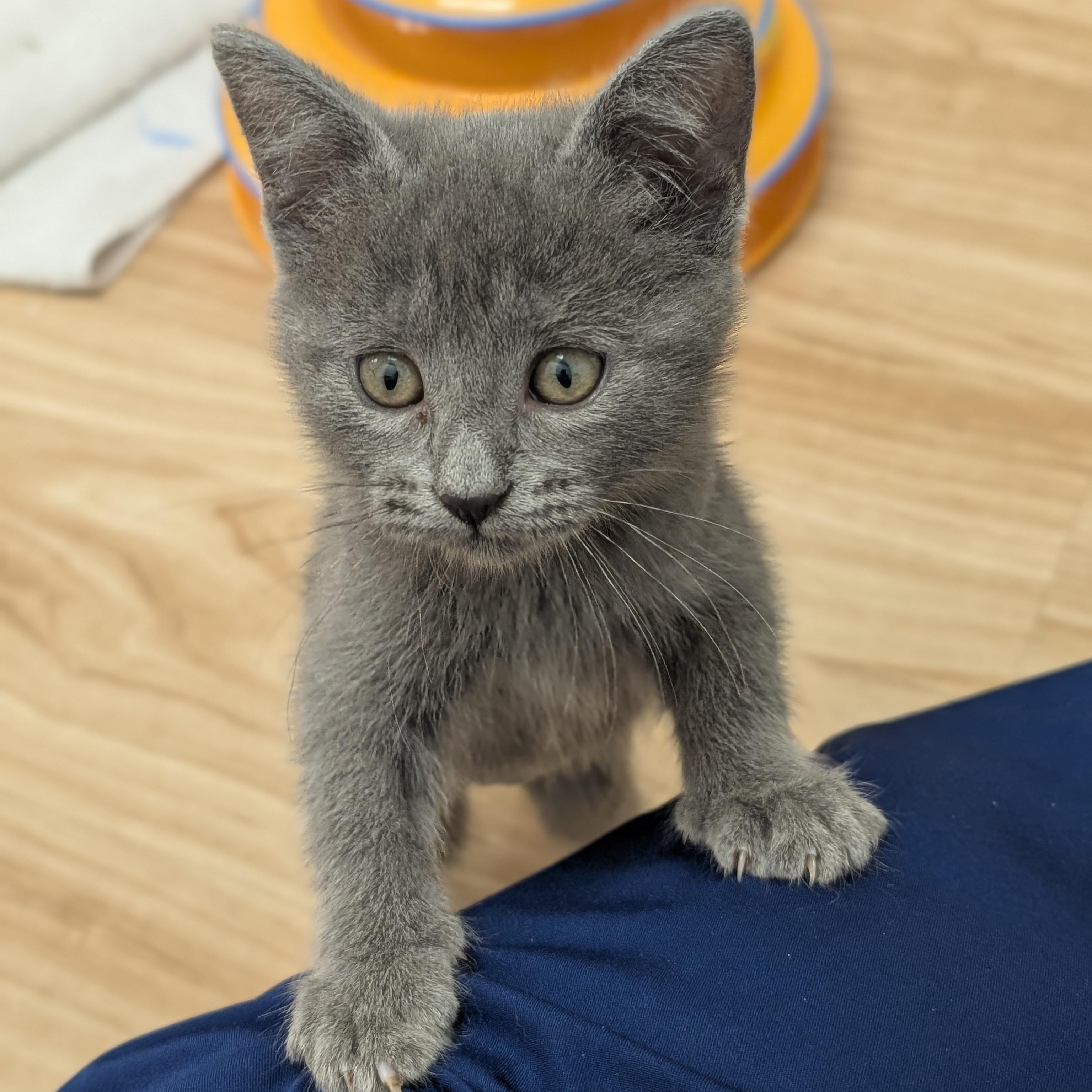 Tinkerbell, adopted, Kitten Female Domestic Short Hair.