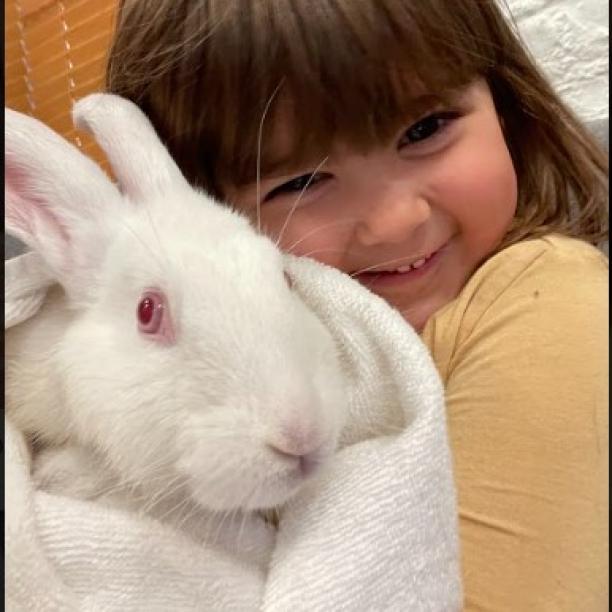 Sam & Frodo - We're a Bonded Pair!, Adoptable, Adult Male New Zealand.