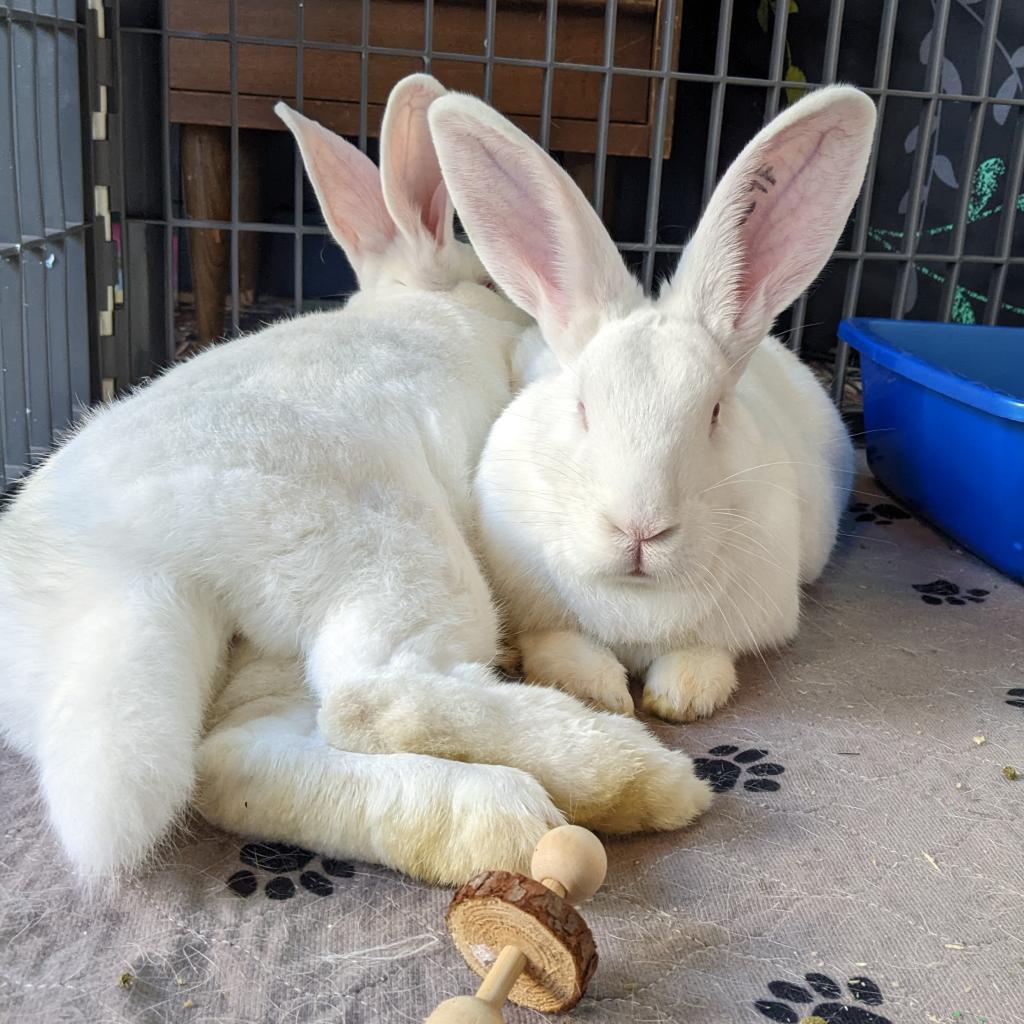 Enlarge Sam & Frodo - We're a Bonded Pair!, a Adoptable New Zealand in Chicago, IL image 2/6