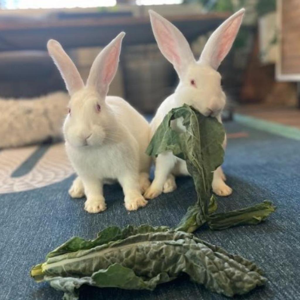 Enlarge Sam & Frodo - We're a Bonded Pair!, a Adoptable New Zealand in Chicago, IL image 3/6