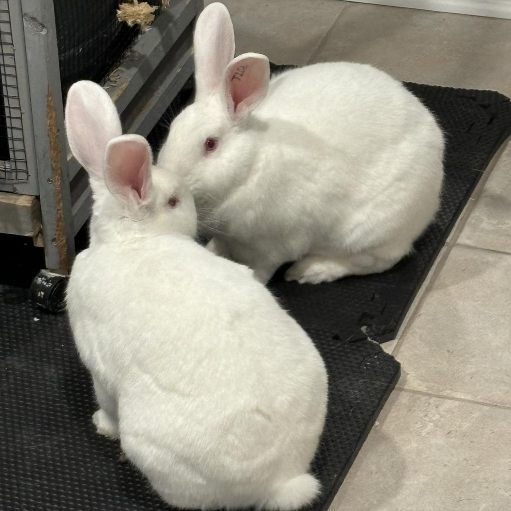 Enlarge Sam & Frodo - We're a Bonded Pair!, a Adoptable New Zealand in Chicago, IL image 4/6