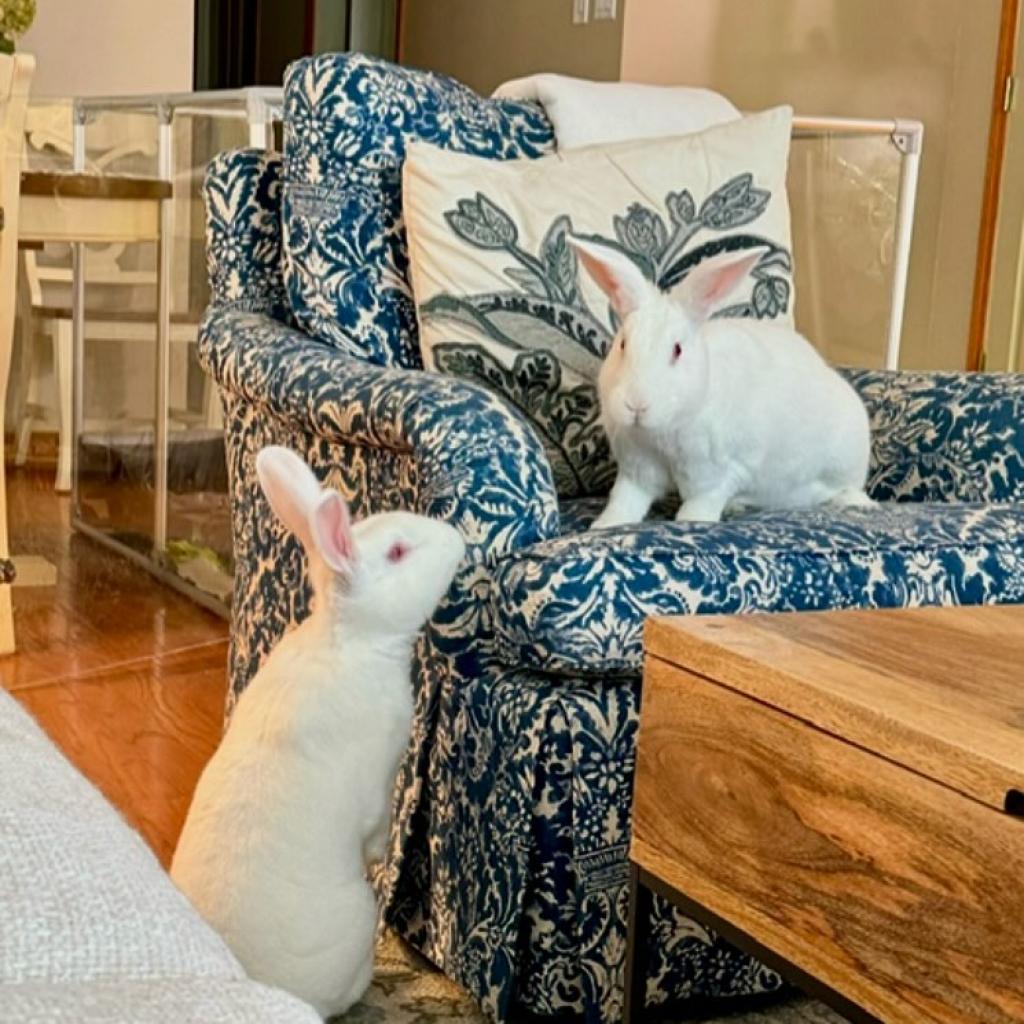 Enlarge Sam & Frodo - We're a Bonded Pair!, a Adoptable New Zealand in Chicago, IL image 6/6