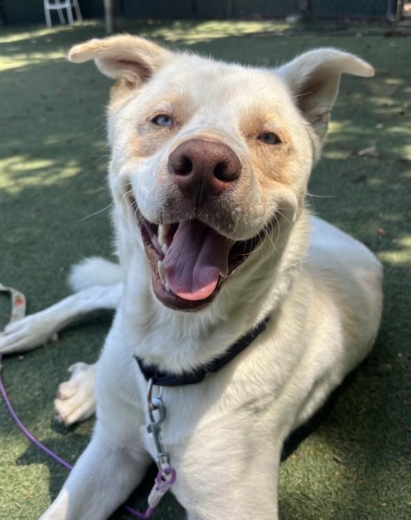 Duke, Adoptable, Adult Male Shepherd.