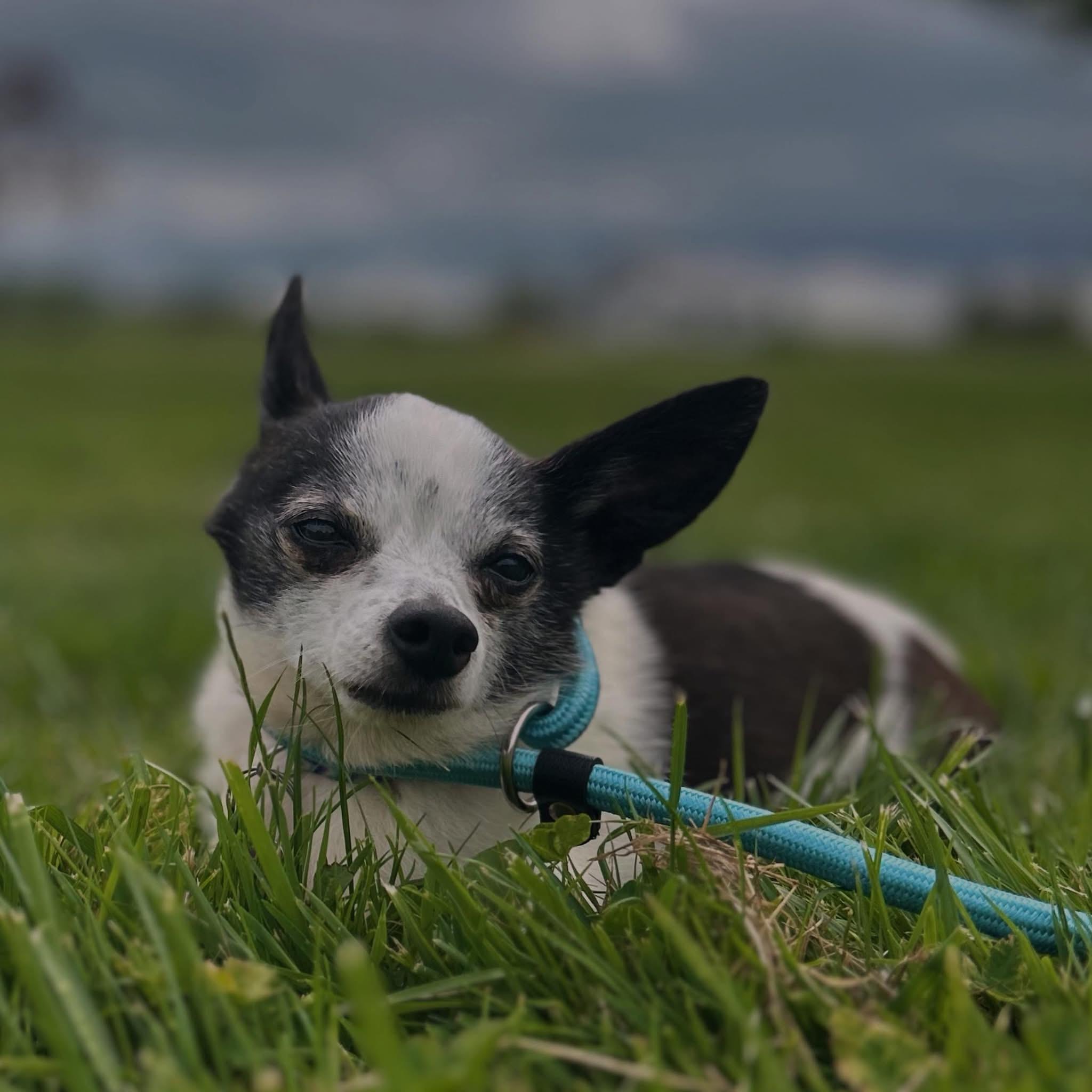 Enlarge Hunter, an adopted mixed breed in West Falls, NY image 2/4