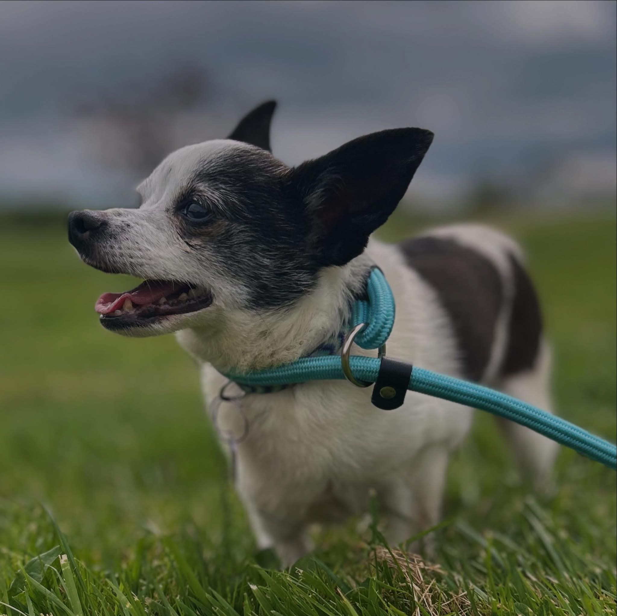 Enlarge Hunter, an adopted mixed breed in West Falls, NY image 3/4