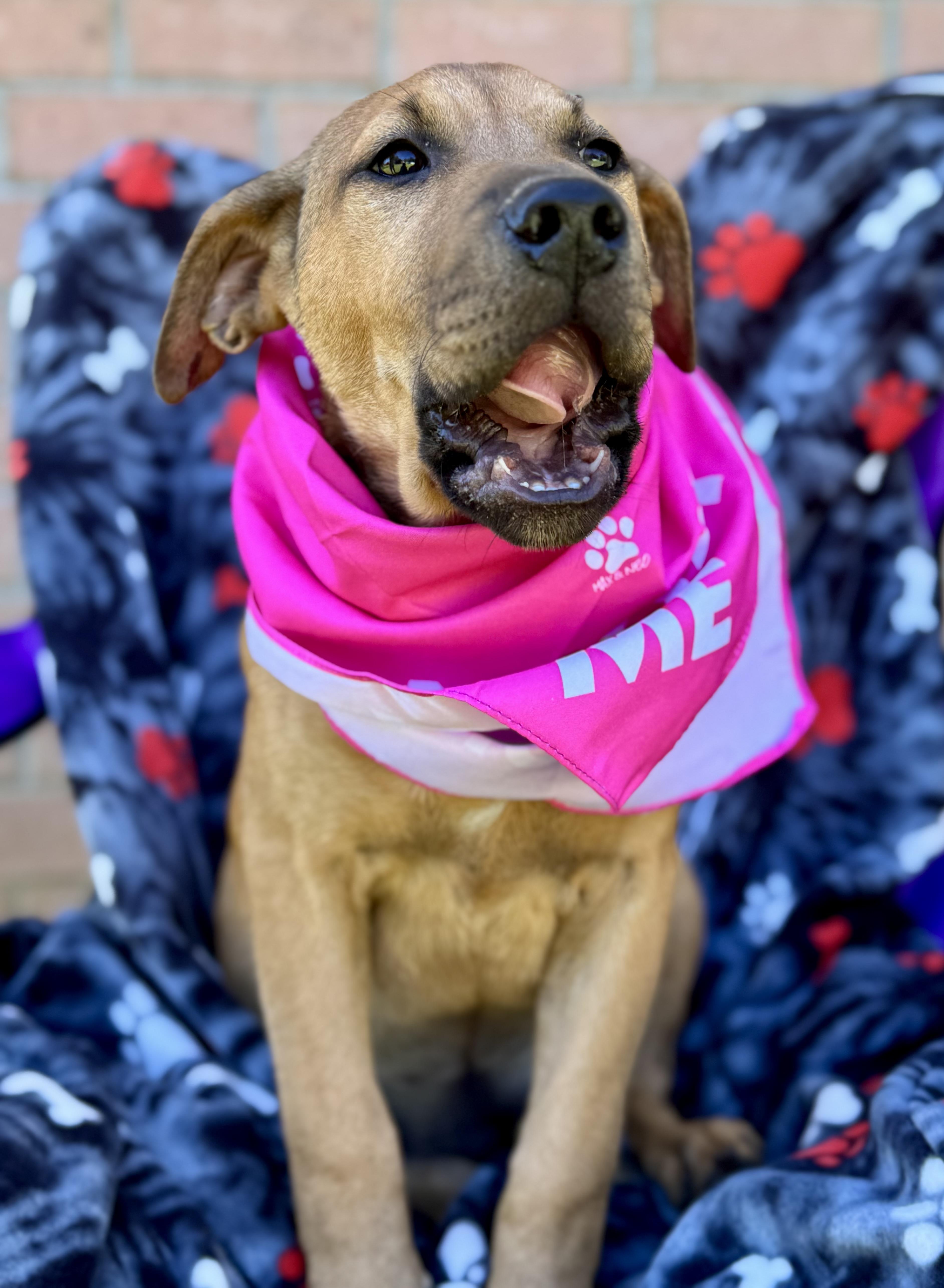 Enlarge SARAFINA….”MISS CONGENIALITY”!!!!!, a Adoptable mixed breed in Cantonment, FL image 1/6