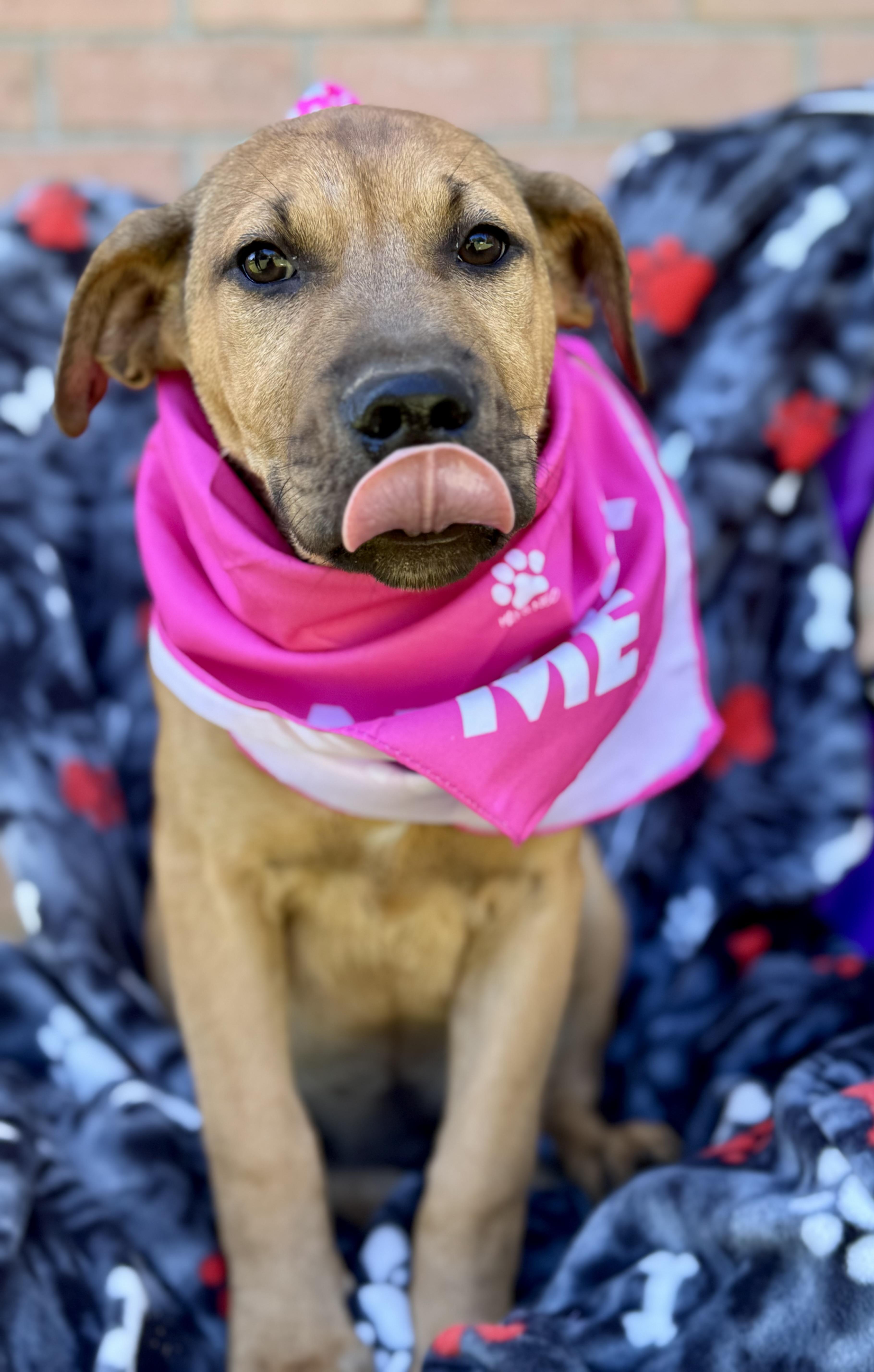 Enlarge SARAFINA….”MISS CONGENIALITY”!!!!!, a Adoptable mixed breed in Cantonment, FL image 2/6