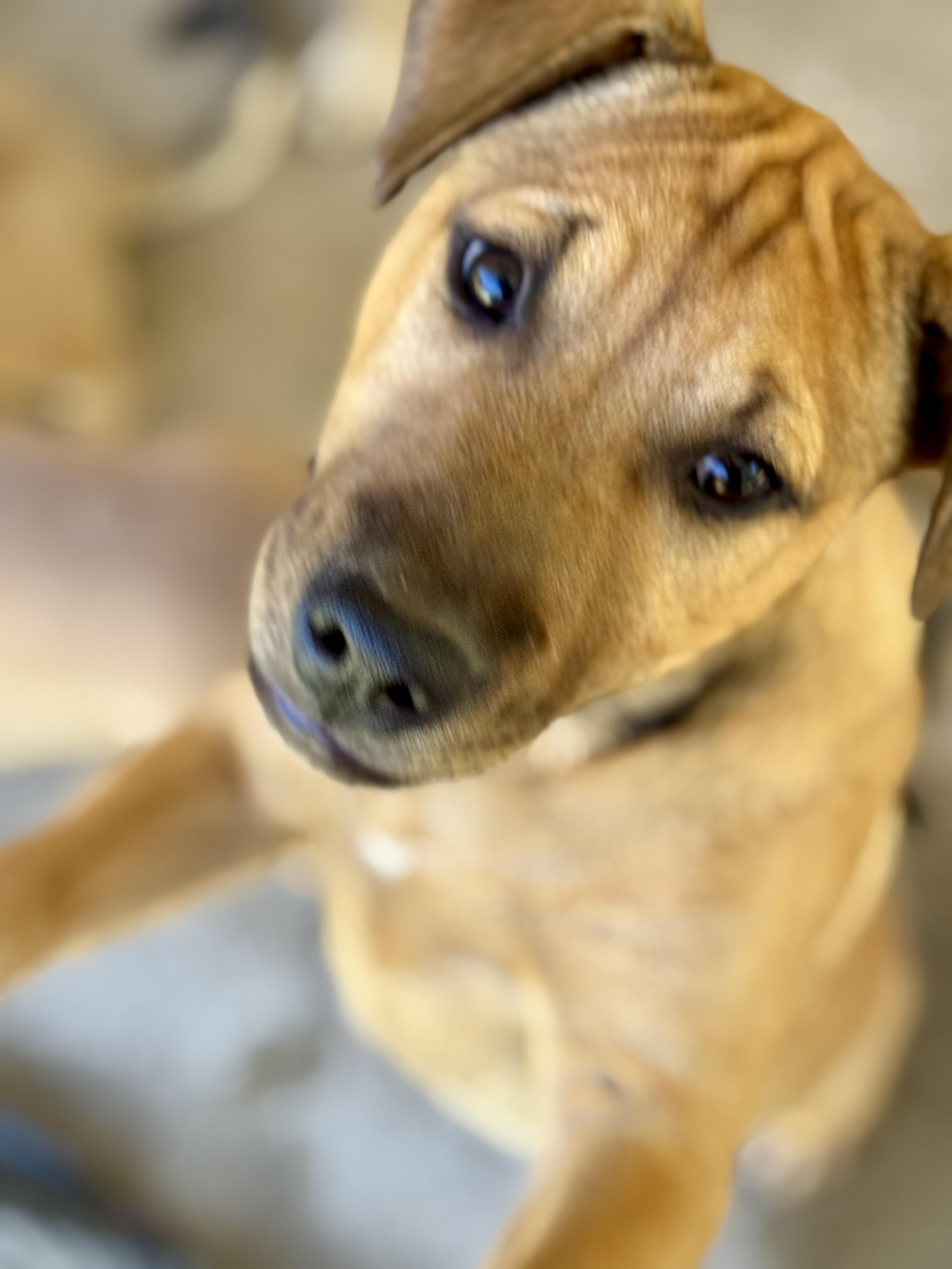 Enlarge SARAFINA….”MISS CONGENIALITY”!!!!!, a Adoptable mixed breed in Cantonment, FL image 3/6