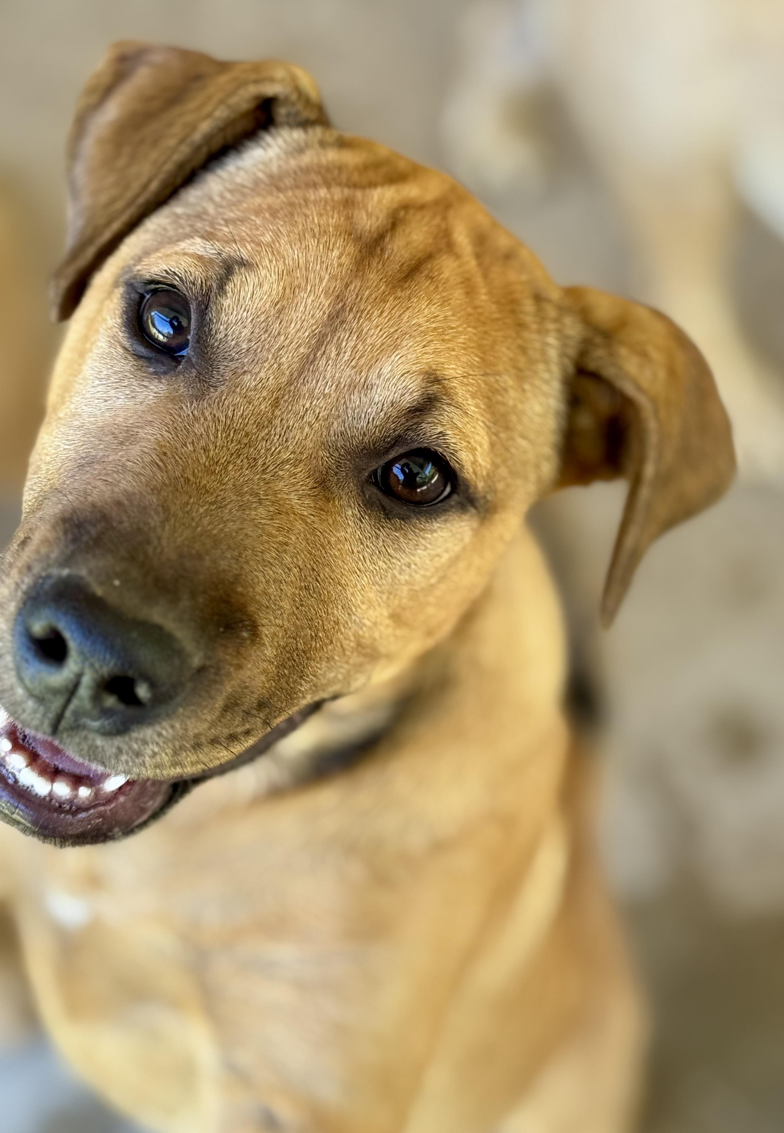 Enlarge SARAFINA….”MISS CONGENIALITY”!!!!!, a Adoptable mixed breed in Cantonment, FL image 4/6