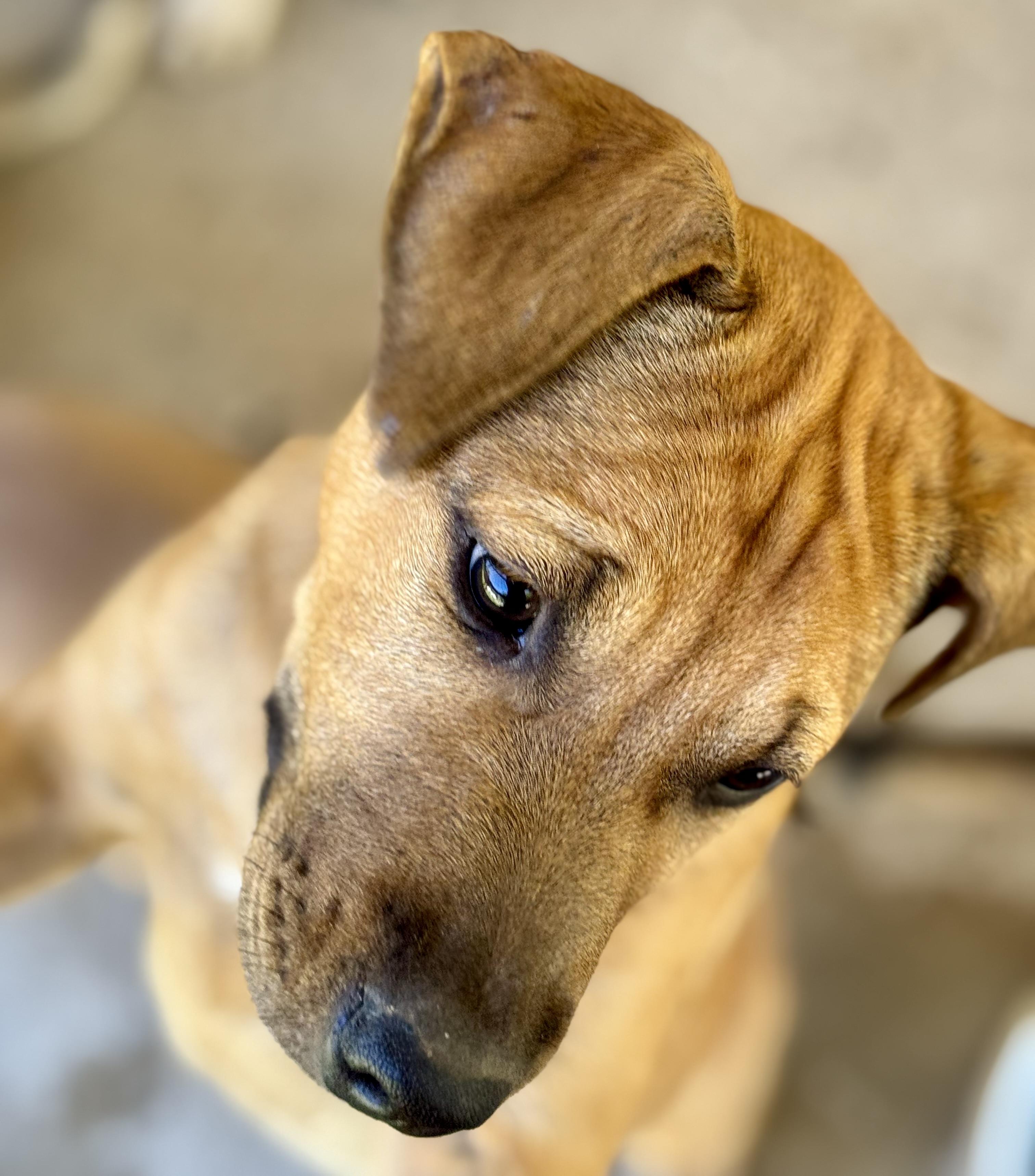 Enlarge SARAFINA….”MISS CONGENIALITY”!!!!!, a Adoptable mixed breed in Cantonment, FL image 5/6