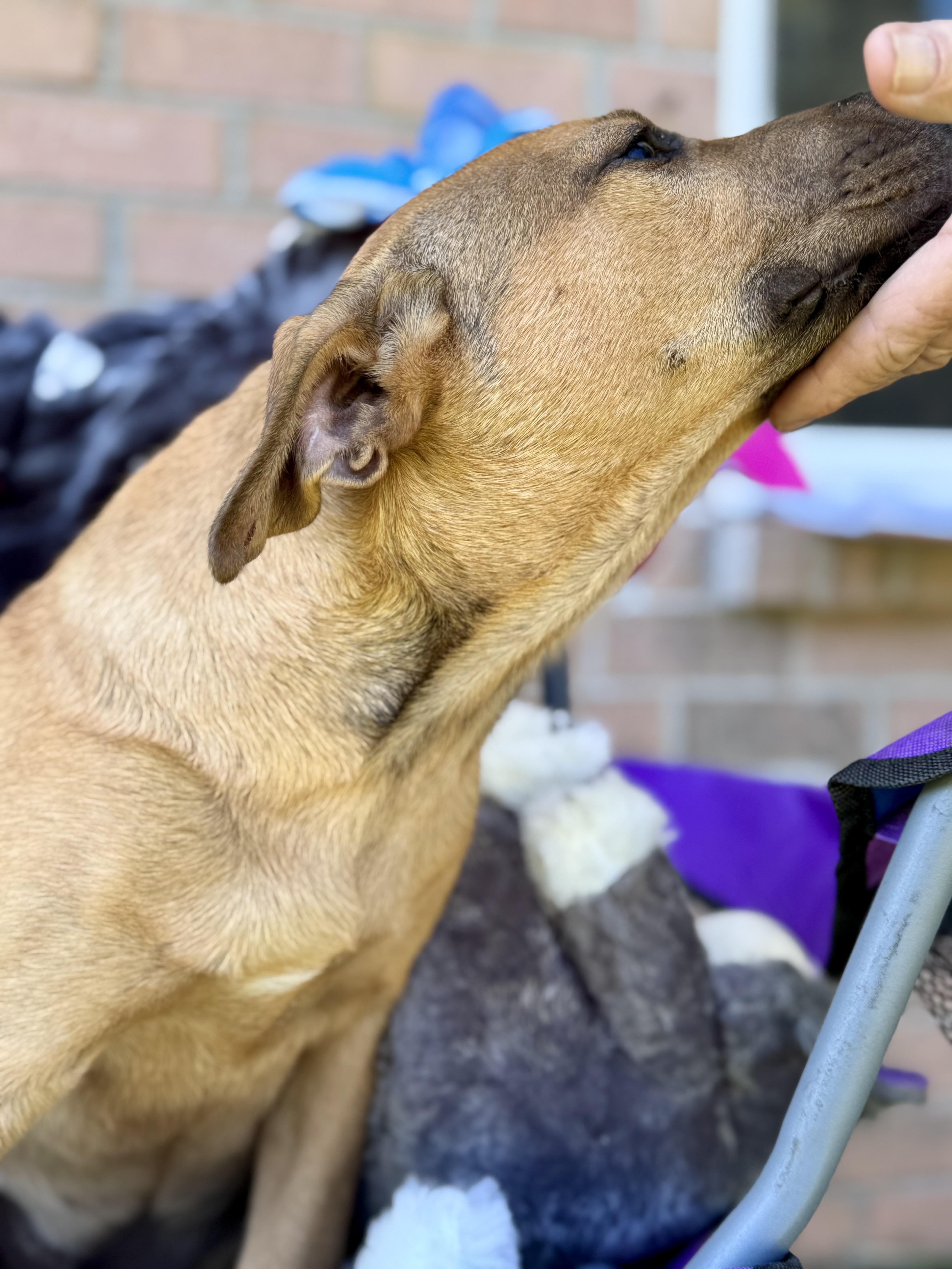 Enlarge SARAFINA….”MISS CONGENIALITY”!!!!!, a Adoptable mixed breed in Cantonment, FL image 6/6