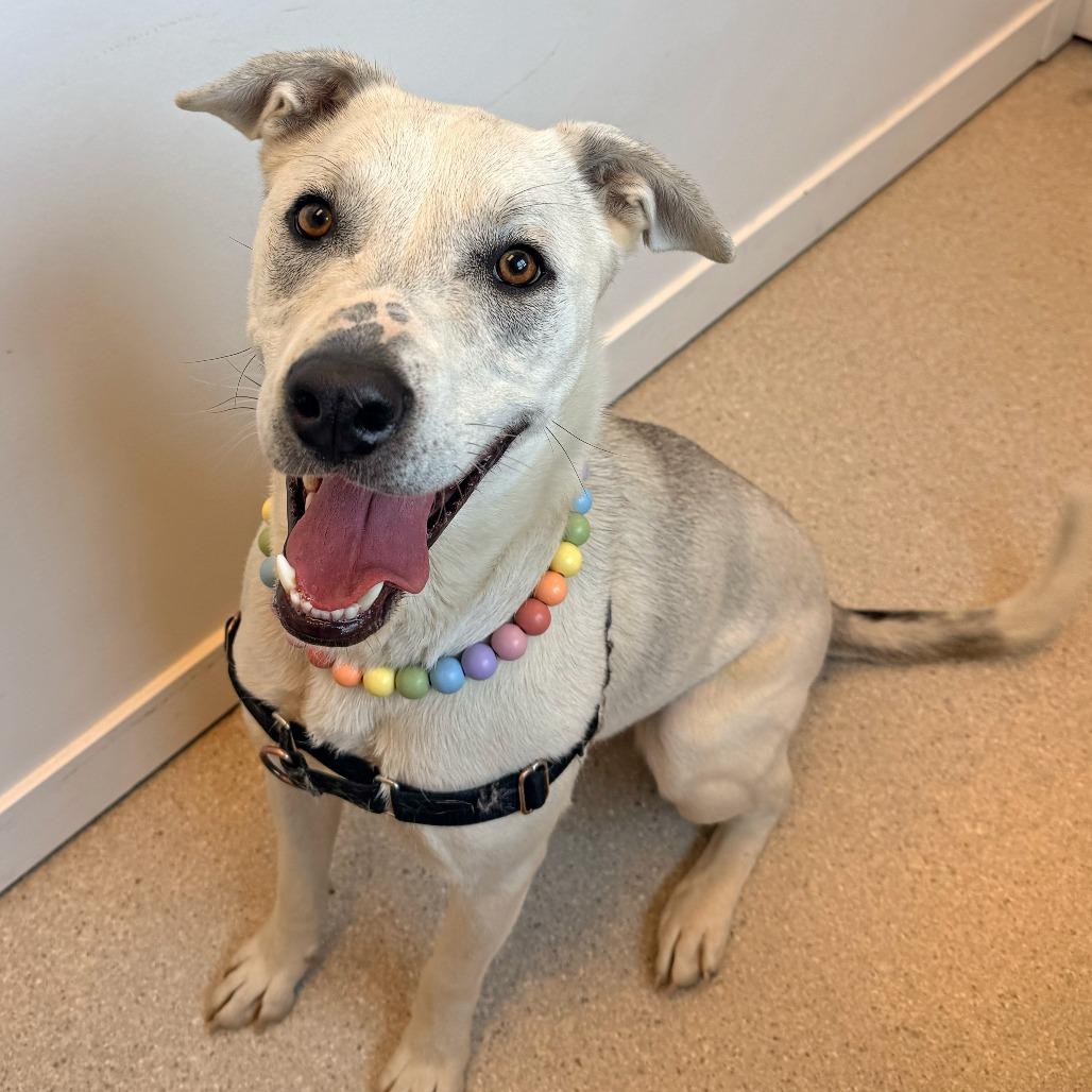 Sophie, Adoptable, Adult Female Mixed Breed & Mixed Breed.