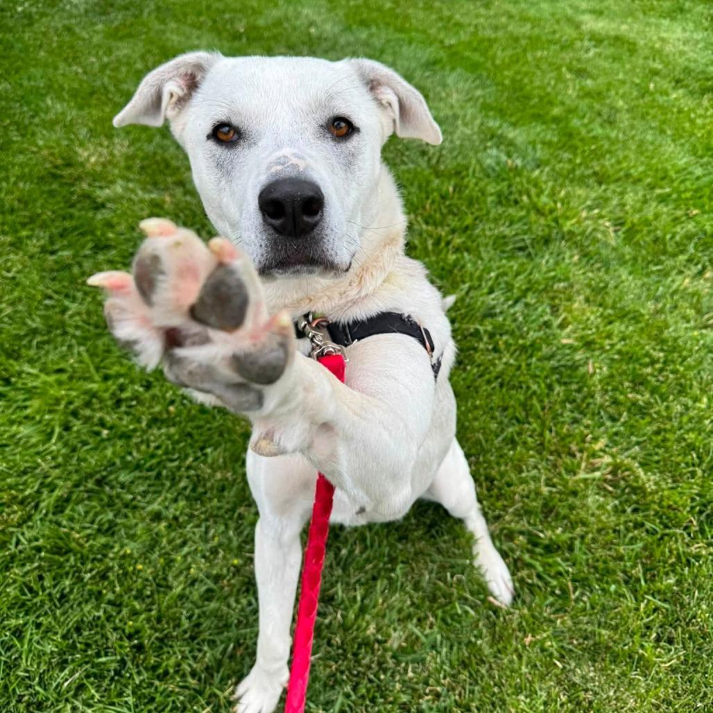 Sophie, a Adoptable mixed breed in Murray, UT image 2/6