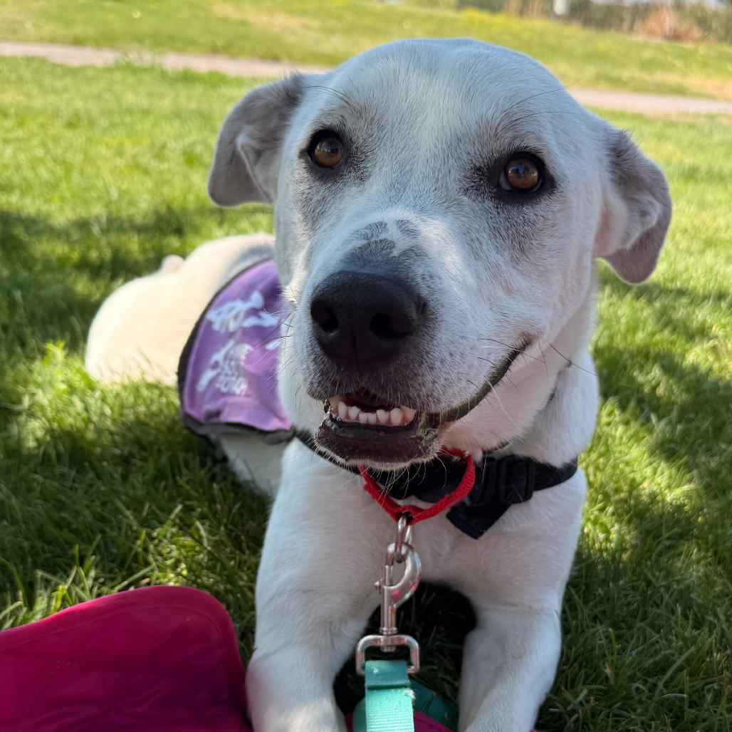 Sophie, a Adoptable mixed breed in Murray, UT image 3/6