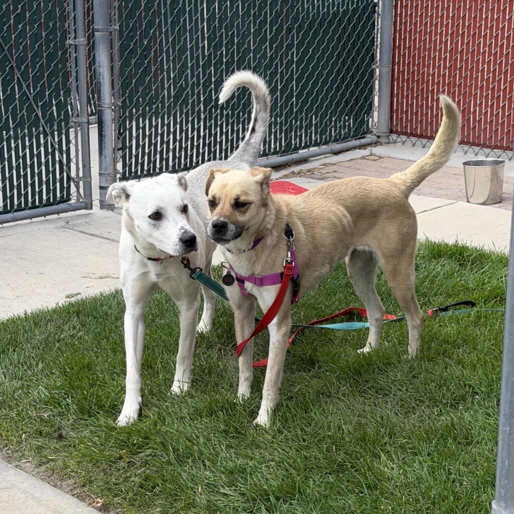 Sophie, a Adoptable mixed breed in Murray, UT image 4/6