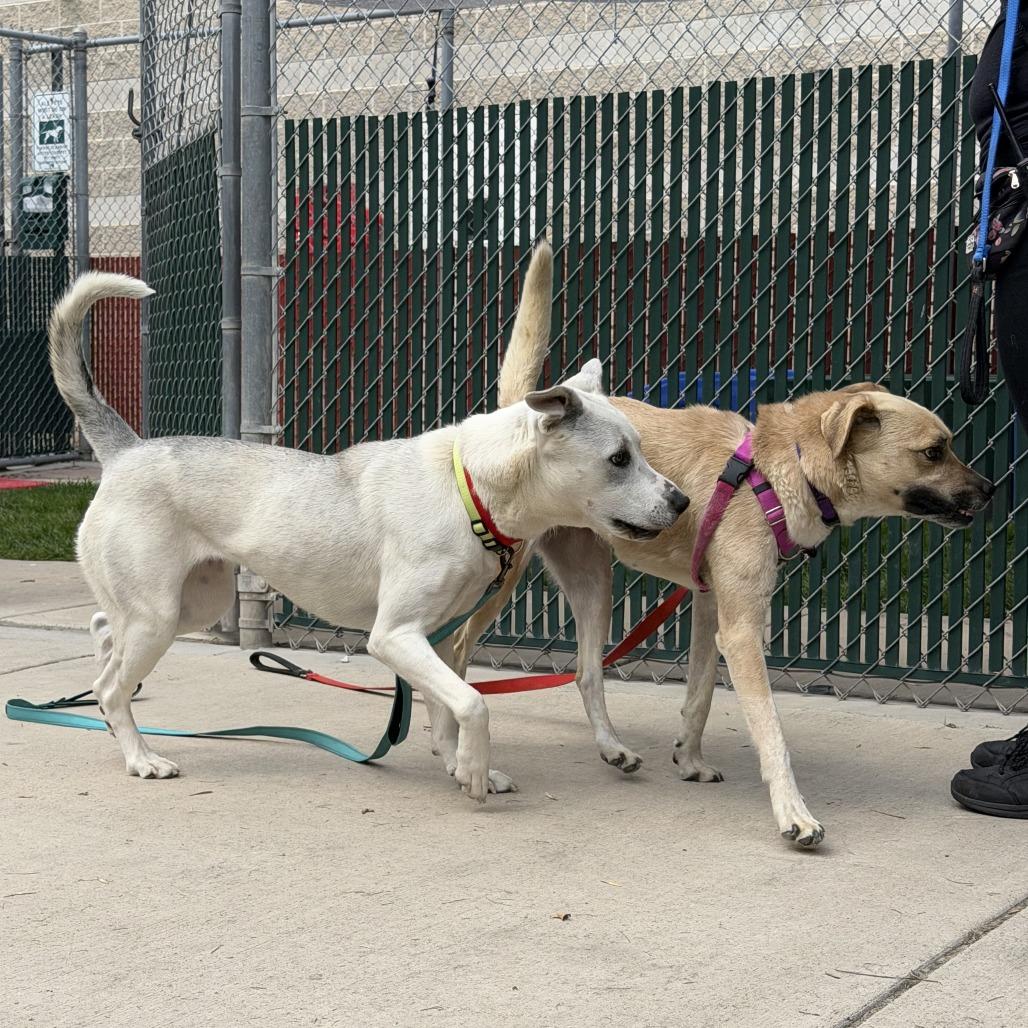 Sophie, a Adoptable mixed breed in Murray, UT image 5/6