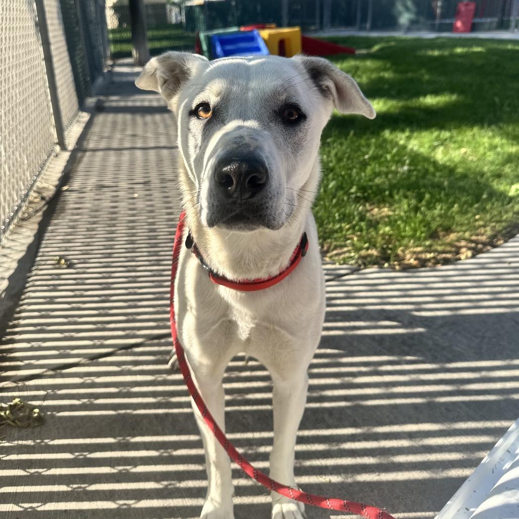 Sophie, a Adoptable mixed breed in Murray, UT image 6/6