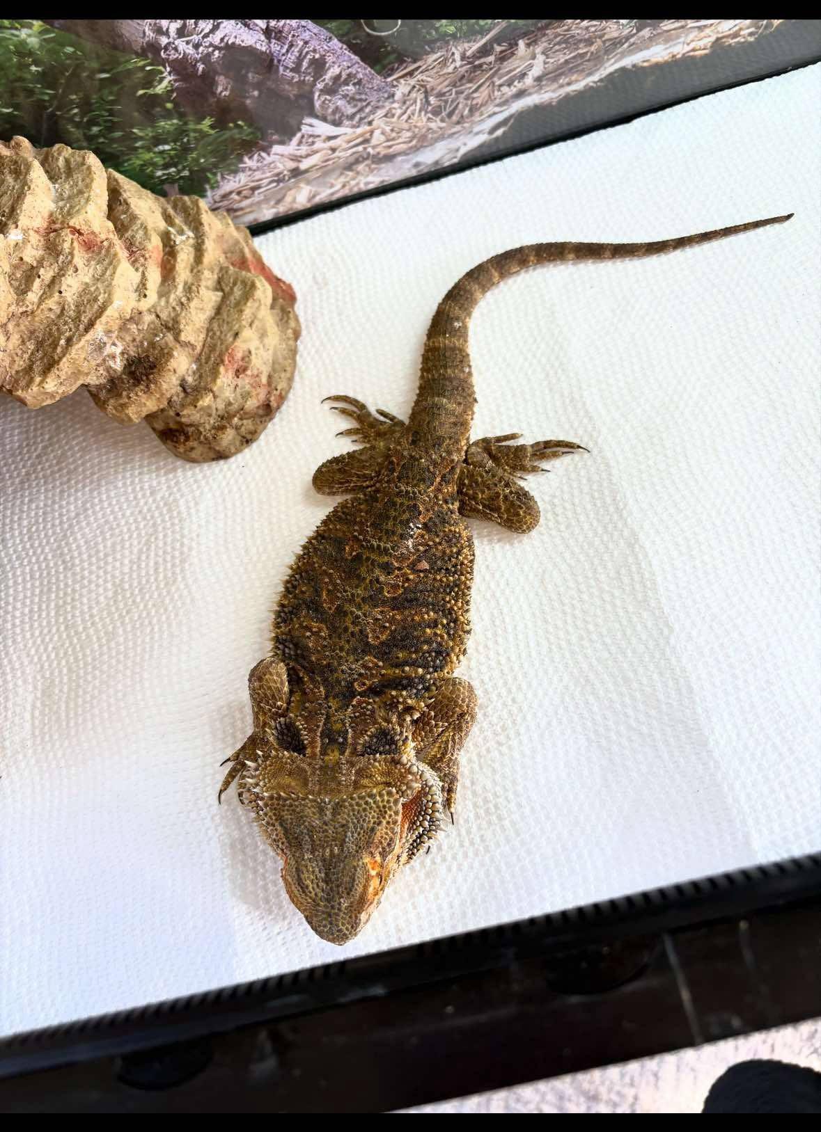 Enlarge Flops, a Adopted Bearded Dragon in FRANKTON, IN image 1/2