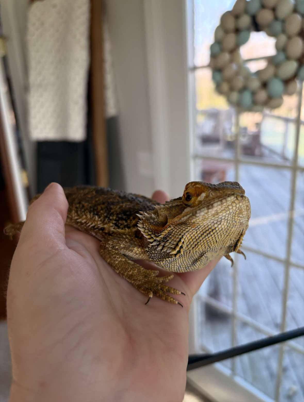 Enlarge Flops, a Adopted Bearded Dragon in FRANKTON, IN image 2/2