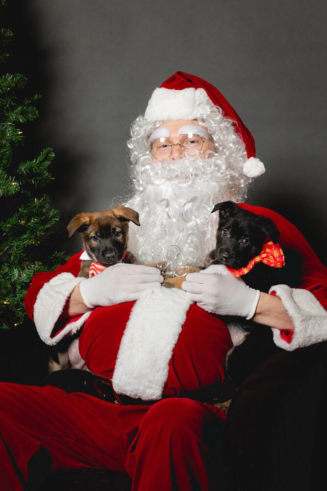 Enlarge Luke aka Orange Collar, a Adoptable German Shepherd Dog in Palo Alto, CA image 1/6