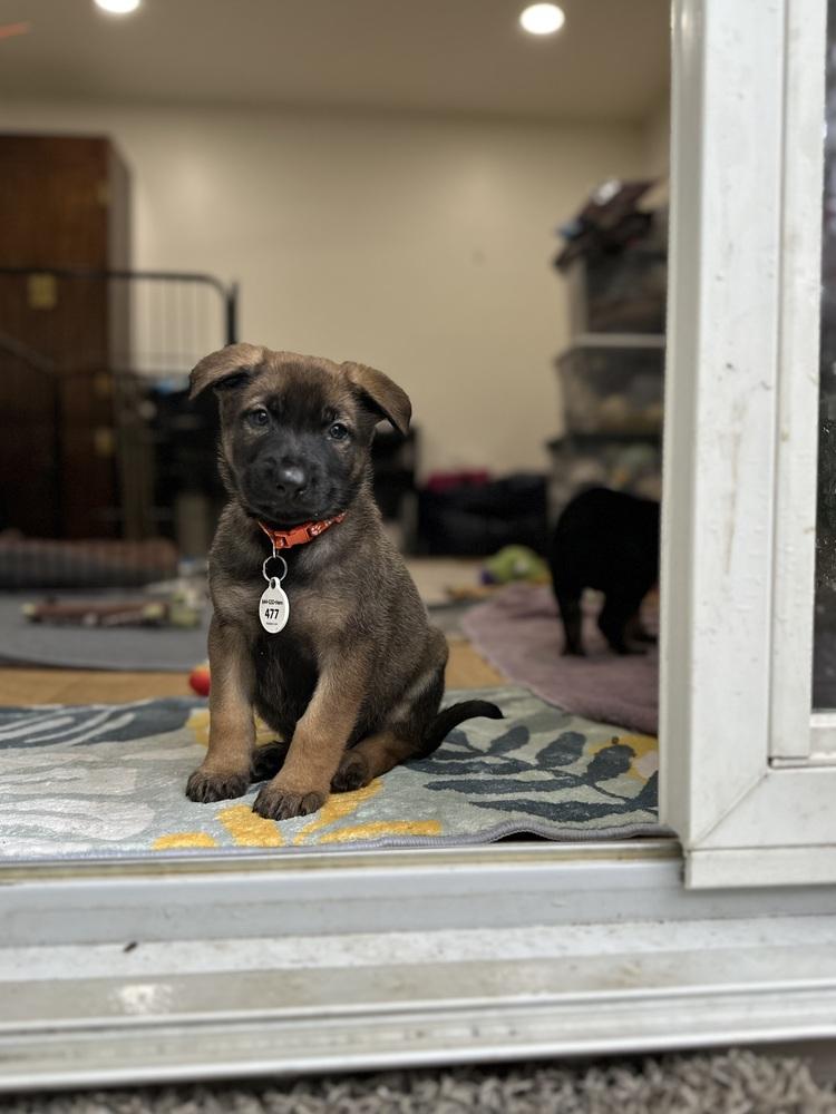 Enlarge Luke aka Orange Collar, a Adoptable German Shepherd Dog in Palo Alto, CA image 2/6