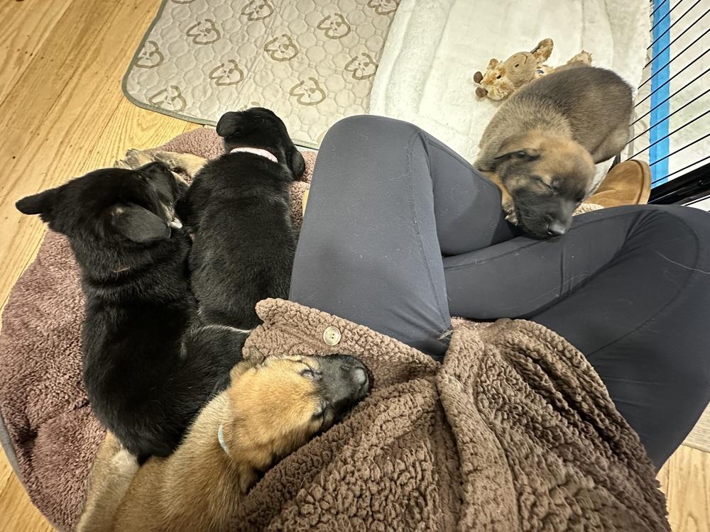 Enlarge Luke aka Orange Collar, a Adoptable German Shepherd Dog in Palo Alto, CA image 3/6