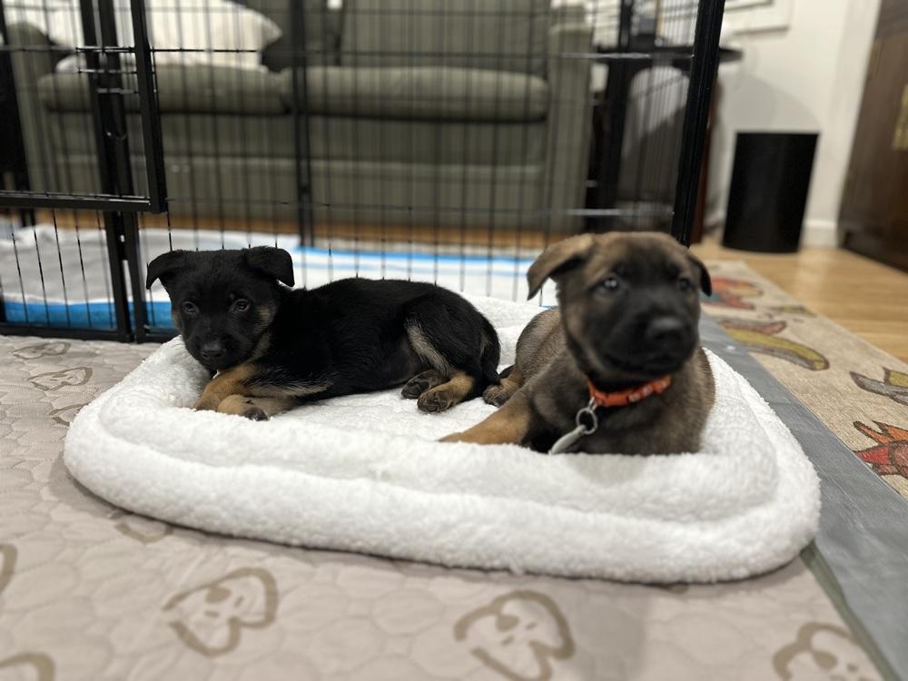 Enlarge Luke aka Orange Collar, a Adoptable German Shepherd Dog in Palo Alto, CA image 4/6