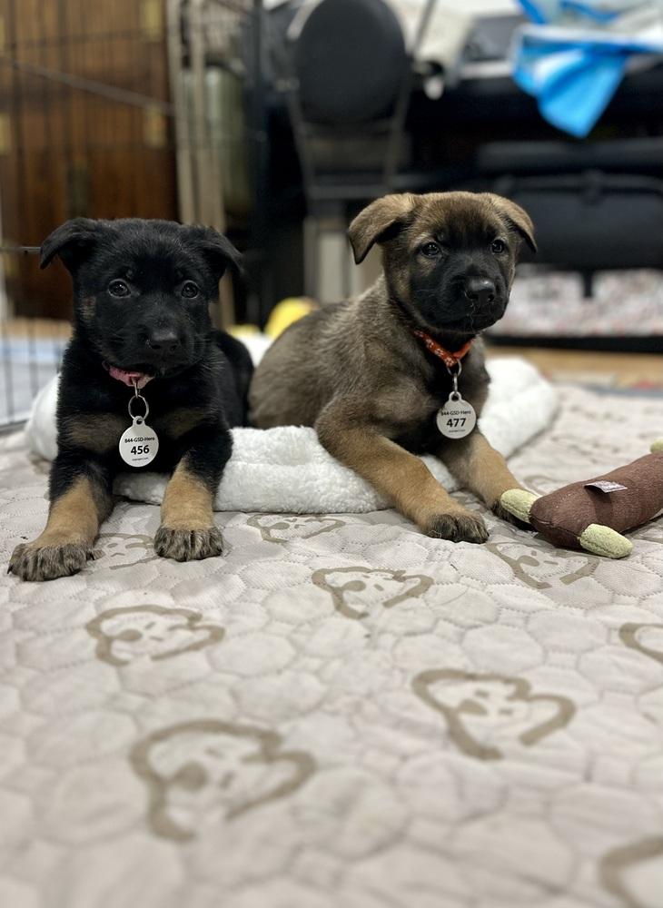 Enlarge Luke aka Orange Collar, a Adoptable German Shepherd Dog in Palo Alto, CA image 5/6