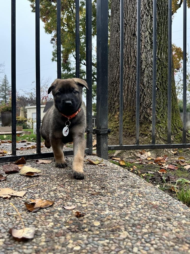 Enlarge Luke aka Orange Collar, a Adoptable German Shepherd Dog in Palo Alto, CA image 6/6